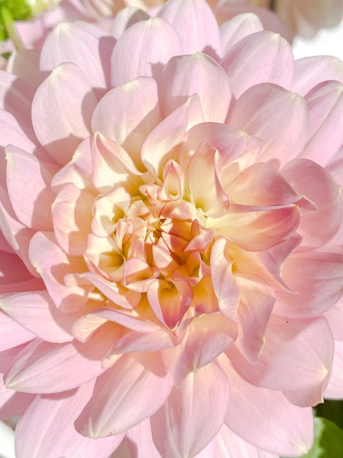 Blooming Dahlia Flower in Close-up View