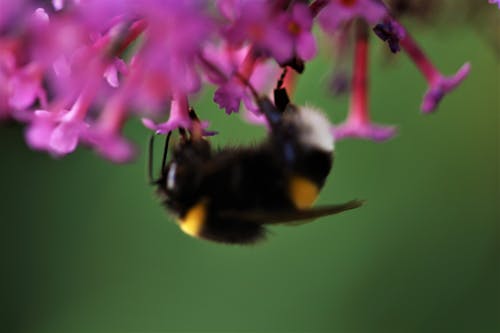 Ilmainen kuvapankkikuva tunnisteilla epätarkka, kimalainen, kukka