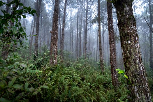 A serene mist-covered forest with lush ferns and tall trees creating a tranquil nature scene.
