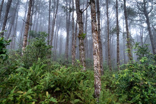 Photos gratuites de arbres, bois, brouillard