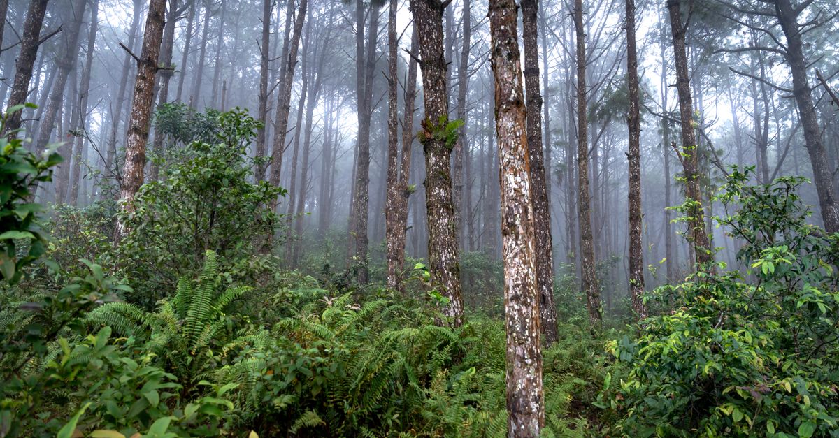 Community Programs Curb Forest Loss in Borneo Amid COVID-19