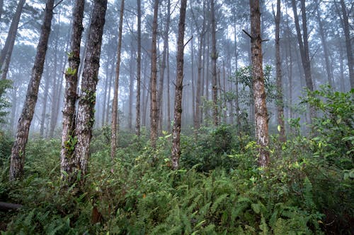 관목, 박무, 삼림지대의 무료 스톡 사진