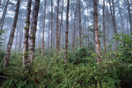 Trees and Bush in Woods