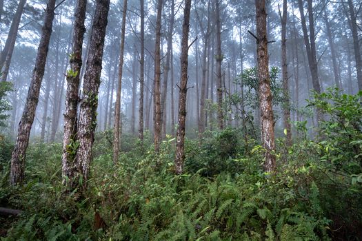 Misty woodland scene with tall trees and lush undergrowth, creating a serene natural atmosphere.