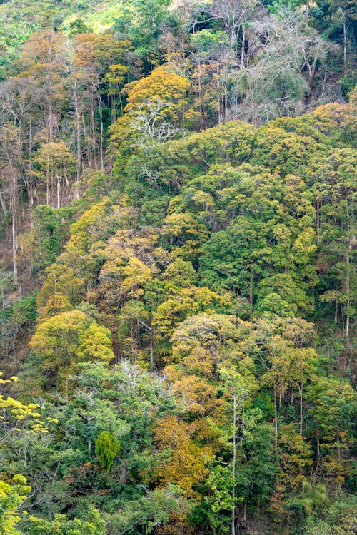 Бесплатное стоковое фото с вертикальный выстрел, деревья, зеленый