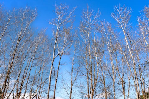 Photos gratuites de arbres, bouleaux, ciel bleu