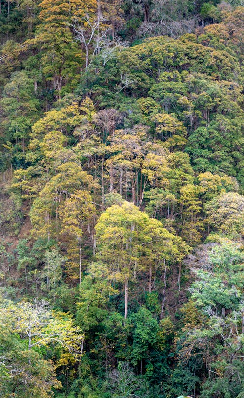 Immagine gratuita di alberi, boschi, denso