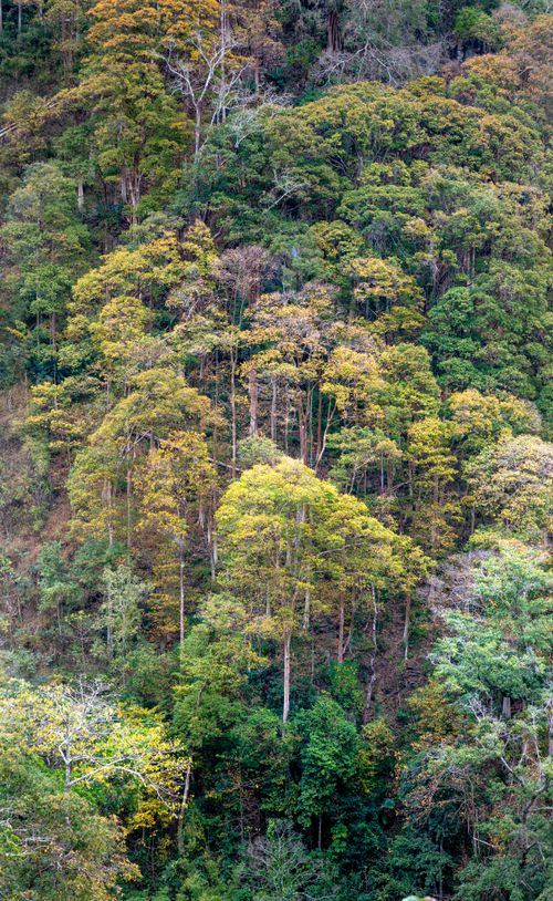 Free Aerial shot capturing a dense, vibrant forest on a mountainside, showcasing diverse tree foliage. Stock Photo