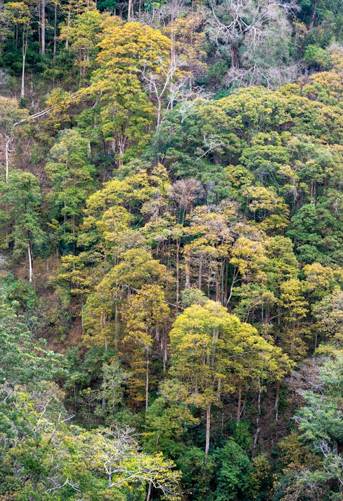 ağaçlar, dağ, dikey atış içeren Ücretsiz stok fotoğraf