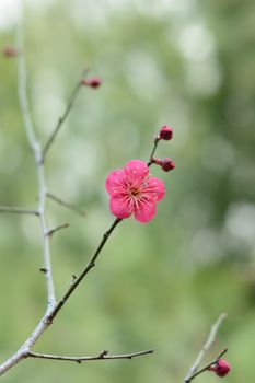 red plum blossom pink