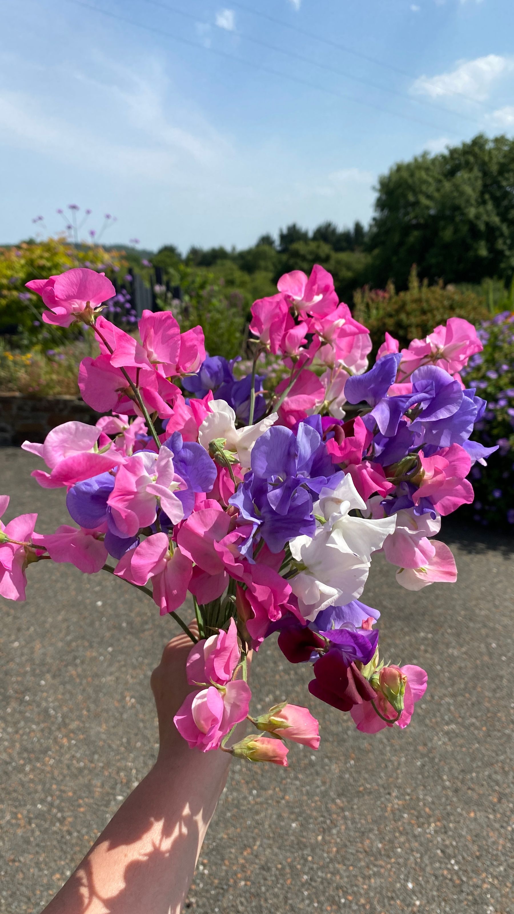 Sweet pea blossoms on climbing stems