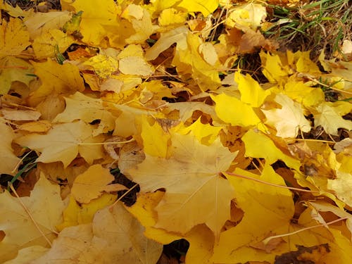 Foto d'estoc gratuïta de colors de tardor, groc