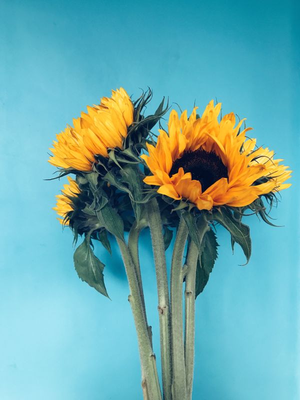 Garden Sunshine arrangement