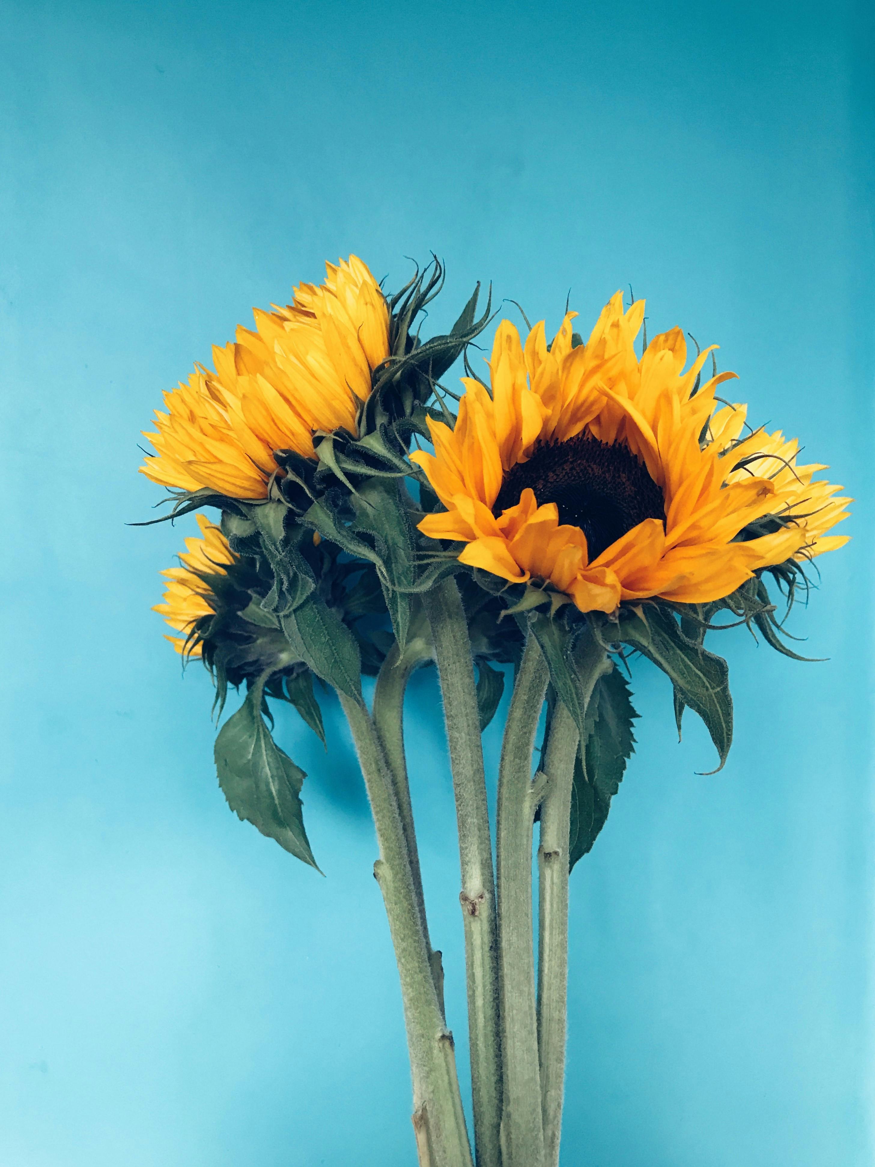 Sunflower Bouquet · Free Stock Photo