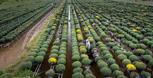 Gratis stockfoto met bloemen, fabrieken, groen