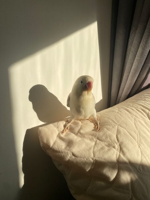 A small parrot basking in sunlight on a cozy sofa, with shadow play.