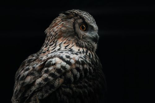 Free Black Owl Stock Photo