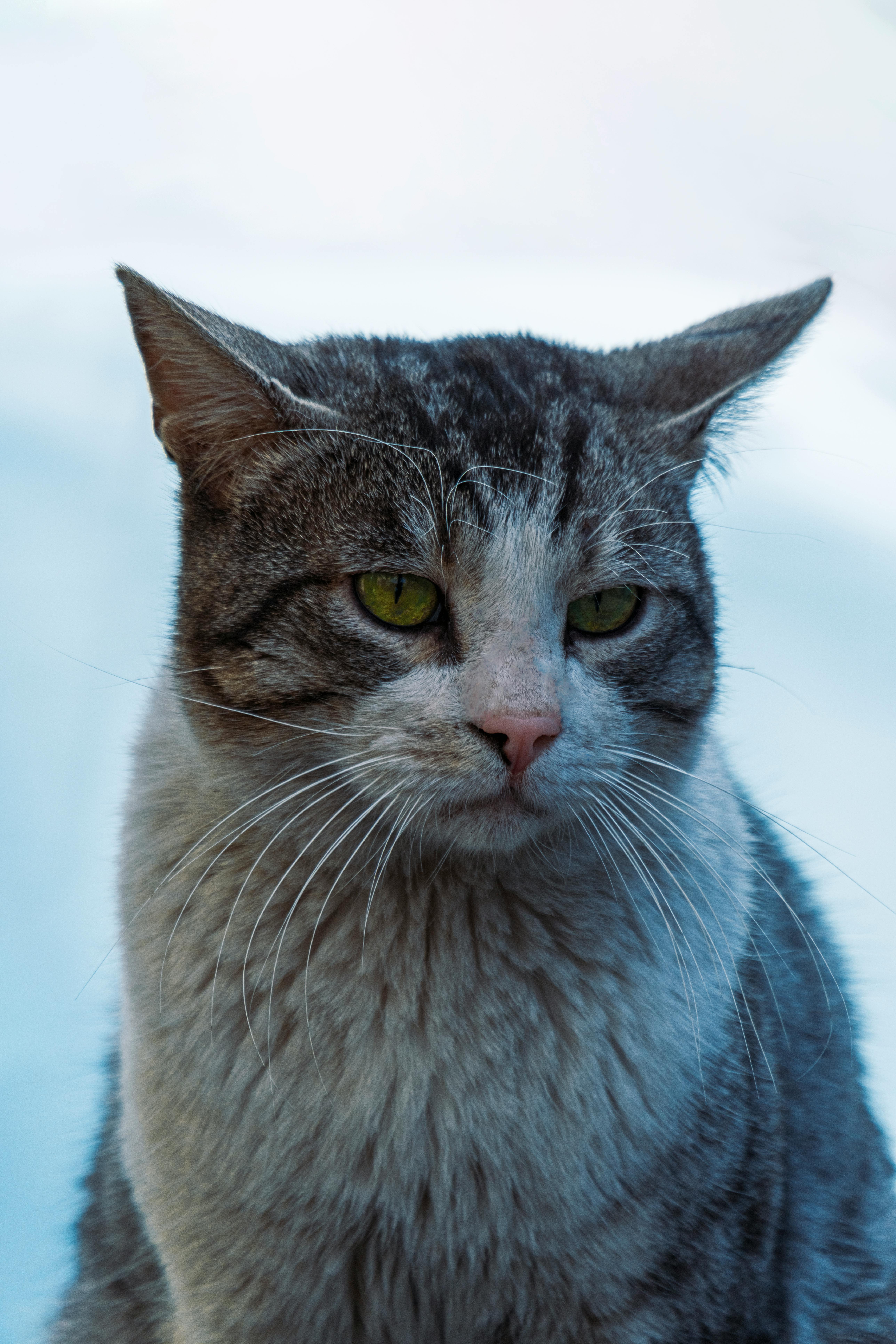 Pretty gray hot sale cat