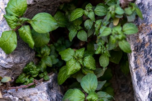 Vibrant green mint leaves emerging through rocky crevices. Perfect nature background.