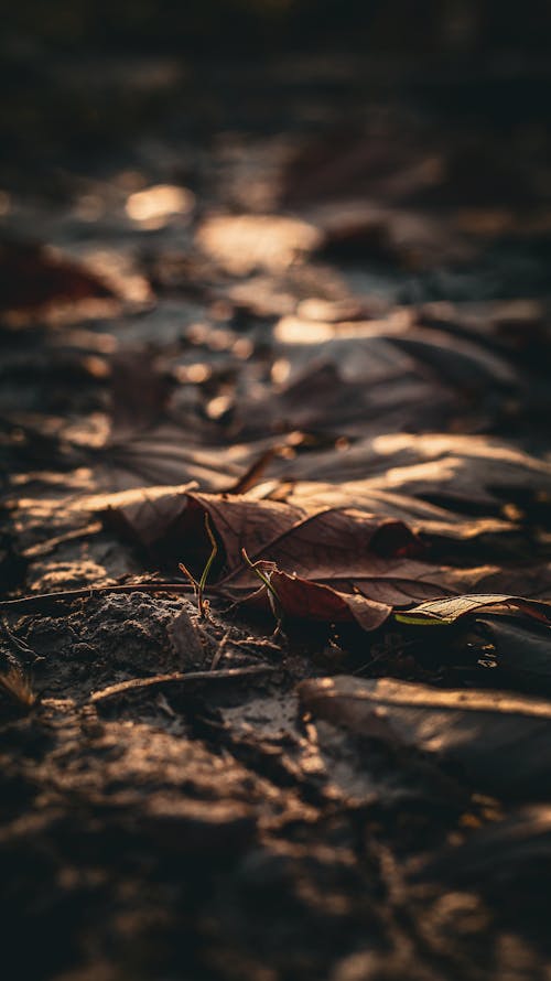가을, 간, 나뭇잎의 무료 스톡 사진