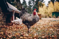 一只羽毛鲜艳的公鸡，自豪地挺立在铺满秋叶的农场上