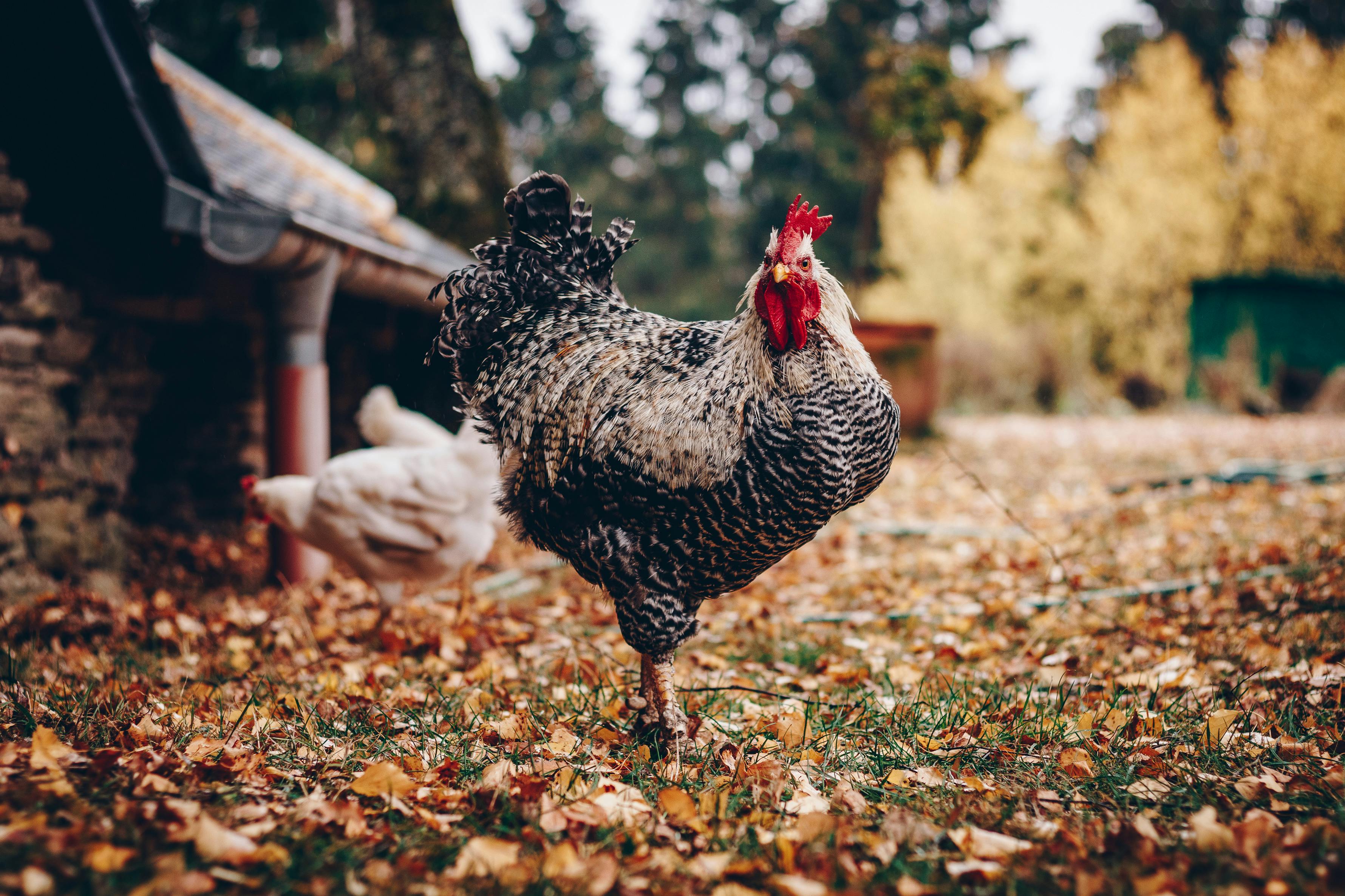 Photo Of Chicken · Free Stock Photo