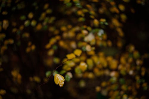 Gratis stockfoto met atmosfera de outono, blad, druilerige dag