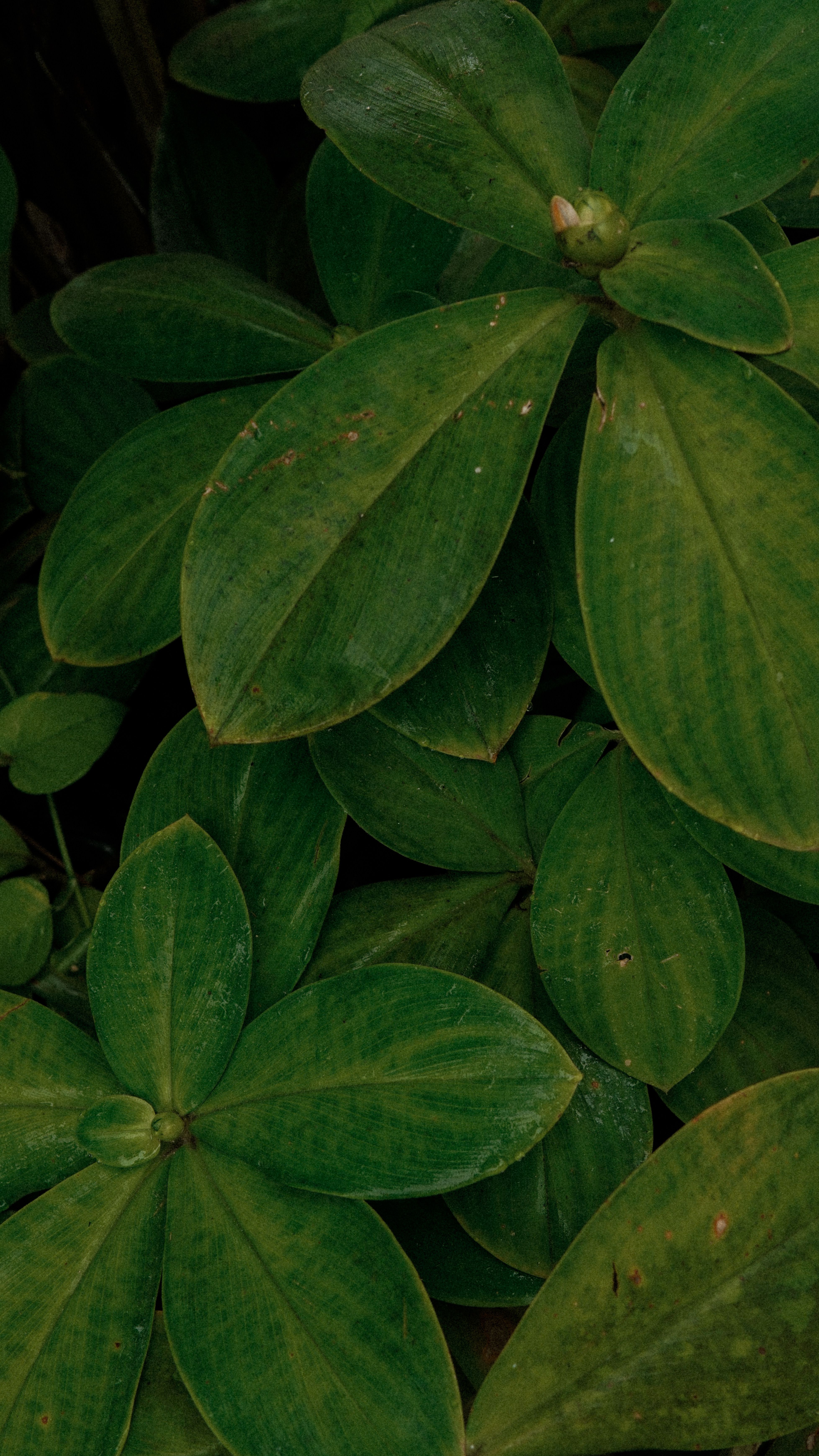Fotomural Fotolia