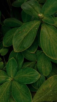 A close-up of vibrant green leaves in Purwokerto, showcasing natural growth and lush flora.