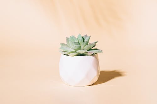 Ingyenes stockfotó cserepes növény, fehér pot, kaktuszféle témában