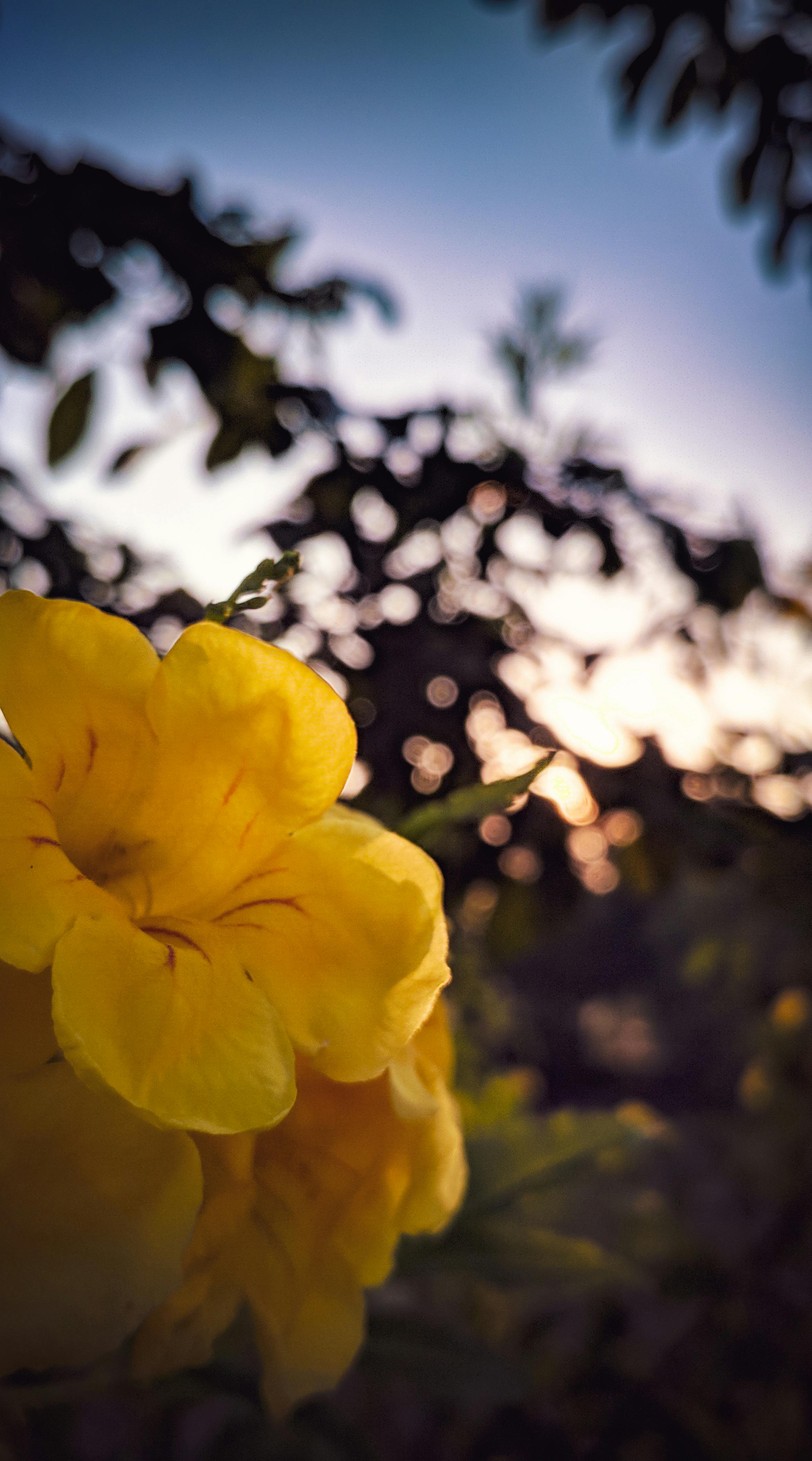 Free stock photo of blurred, early morning, morning flower