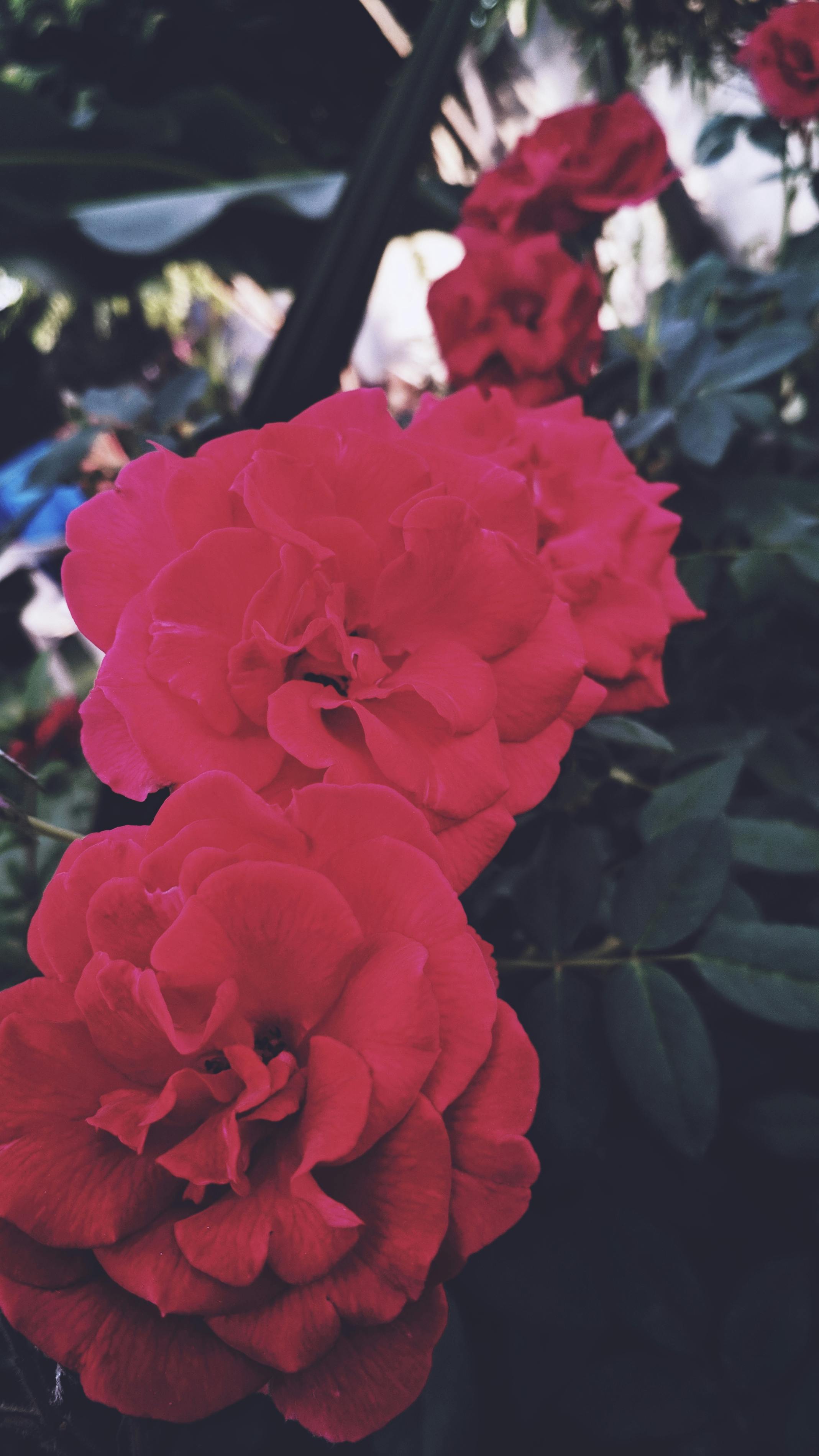 Free stock photo of Fresh rose, morning light, red roses