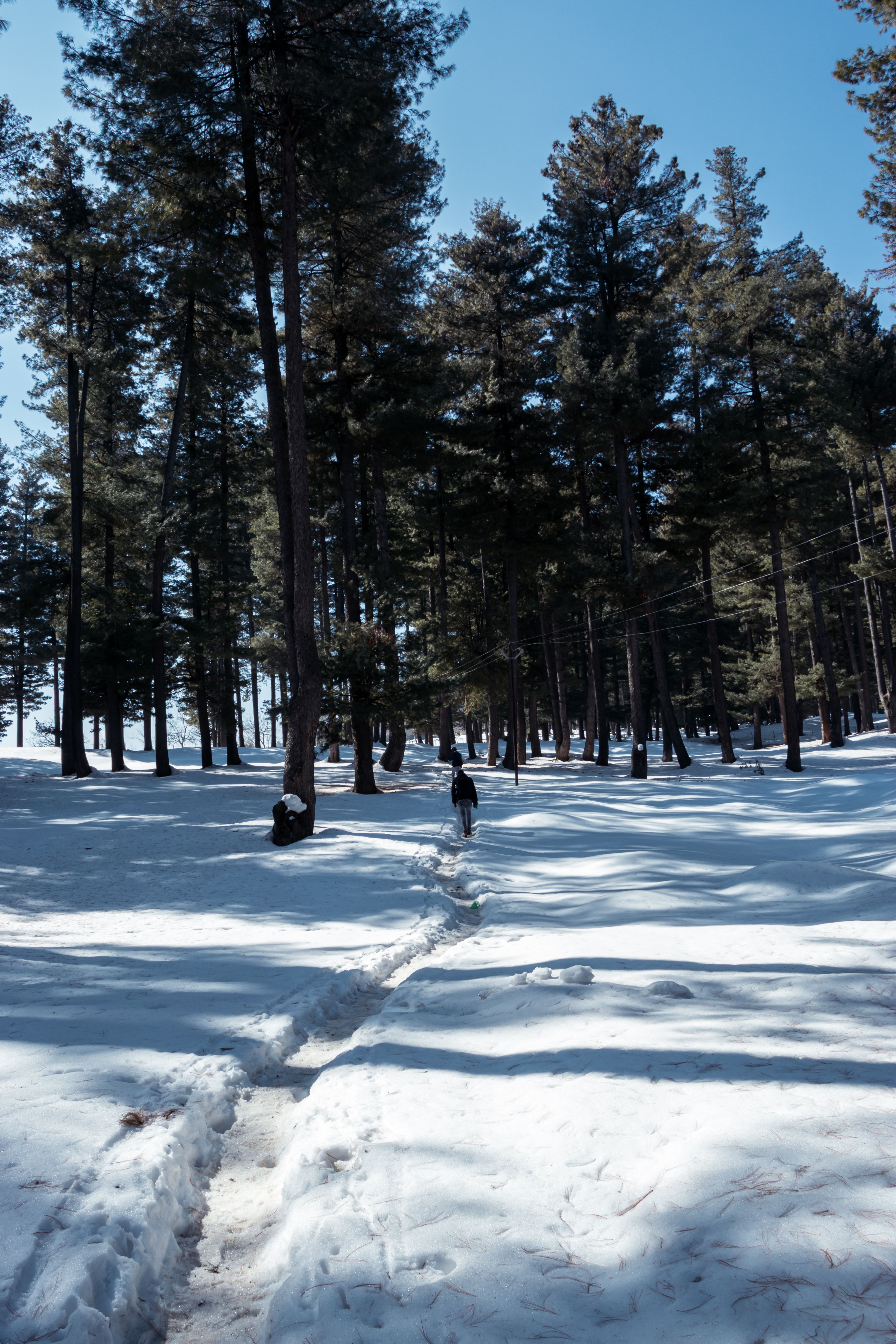 Snowy fir forest at Yusmarg