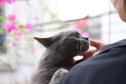 Photo of a Gray Cat 