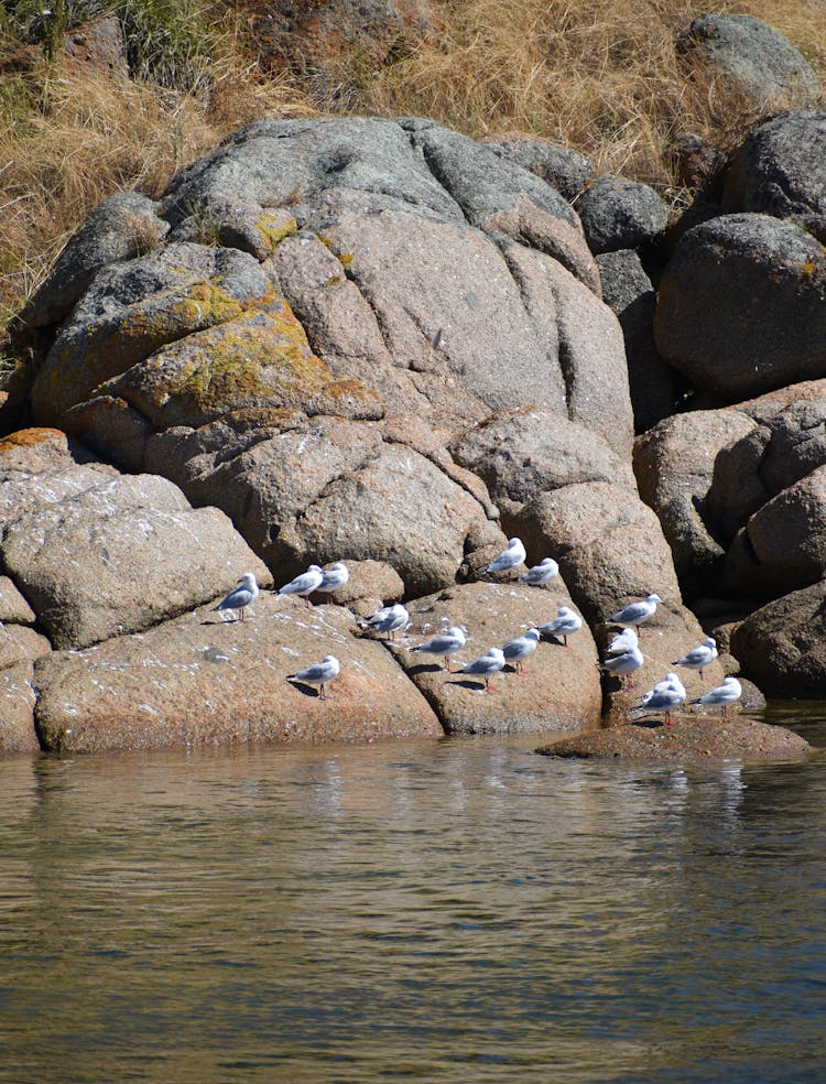 Birds Of Wake! 