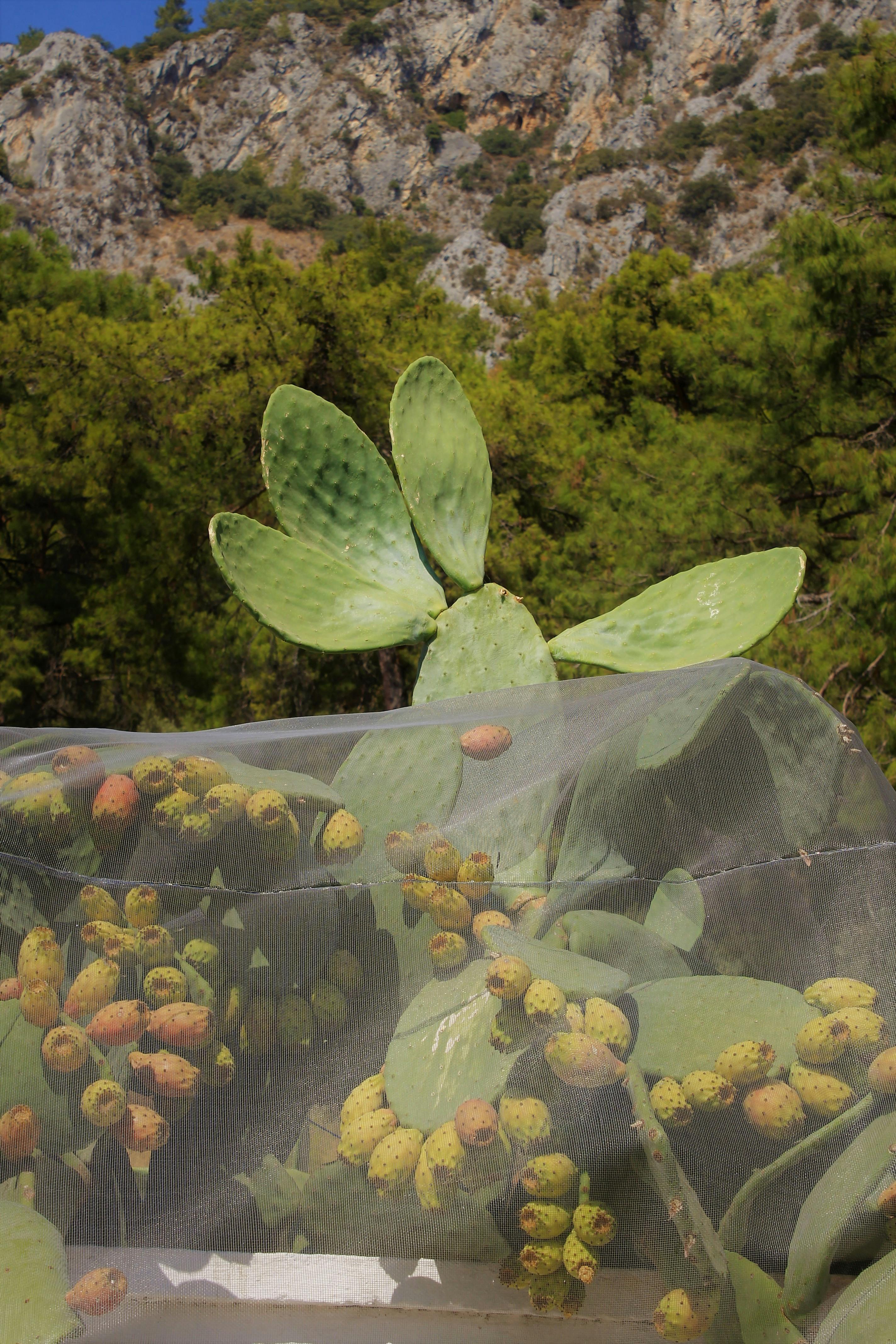 Vibrant prickly pear cactus against rocky mountain backdrop in natural sunlight.