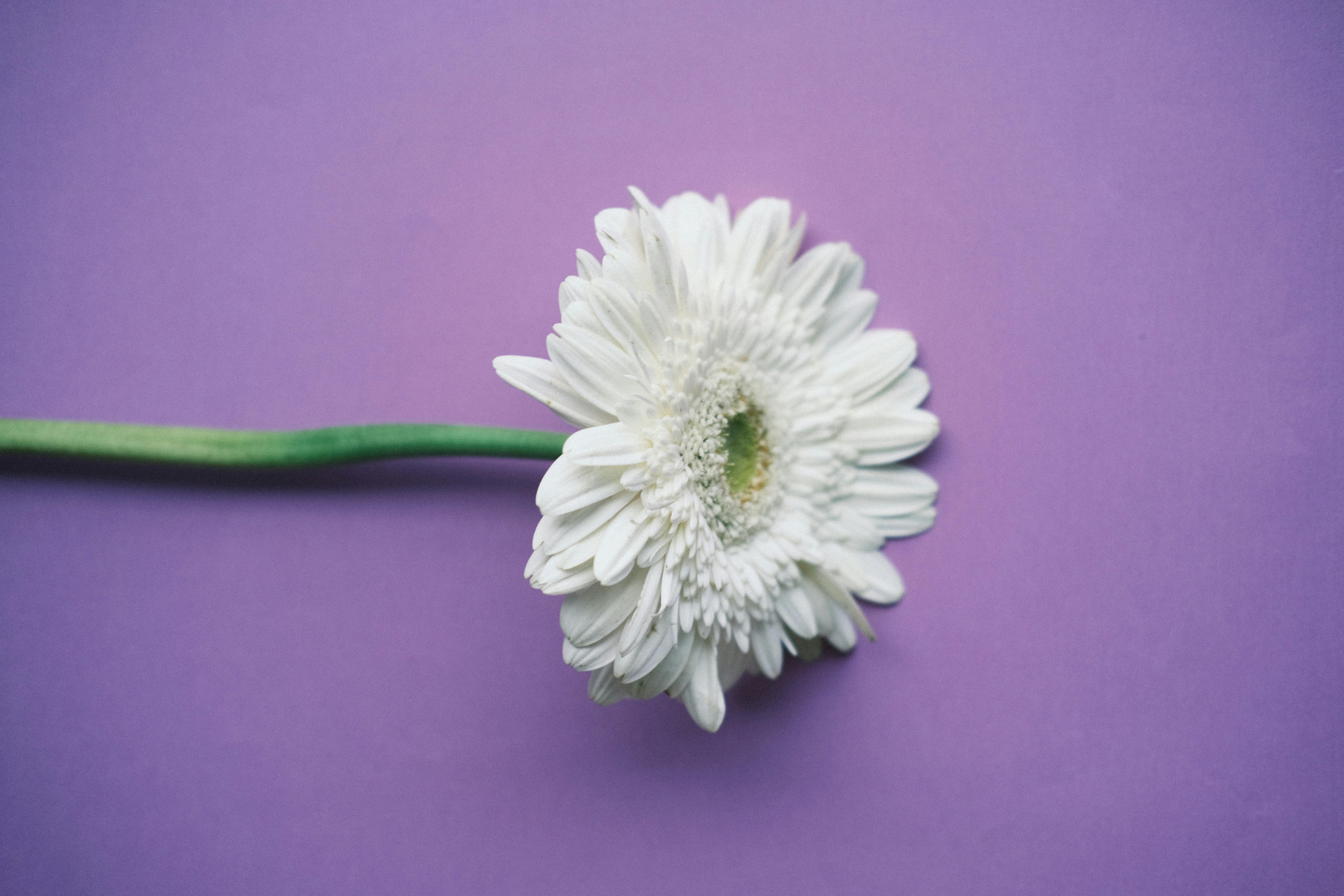 A white gerbera daisy on a purple background with ample copy space, showcasing minimalist floral beauty.