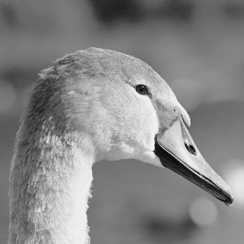 Close-up of Head of a Swan 