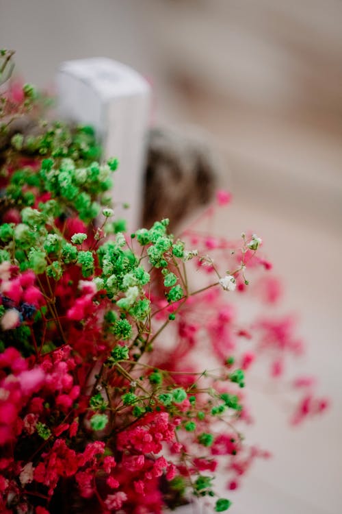 Close-up of a Mix of Green and Pink Babys Breath Flowers
