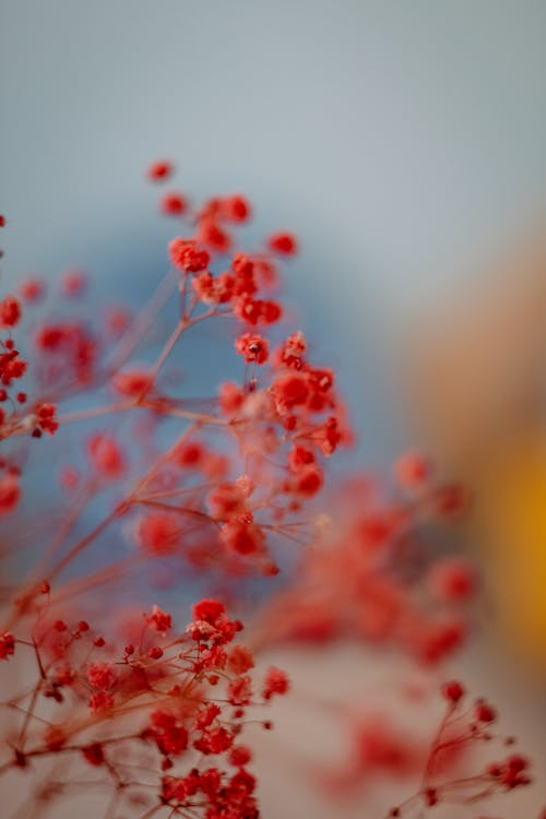 Kostenloses Stock Foto zu heimdeko, home details, rote blume