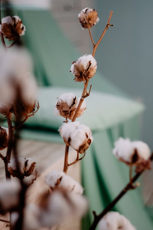 Kostenloses Stock Foto zu baumwollblumen, blumen, dekor
