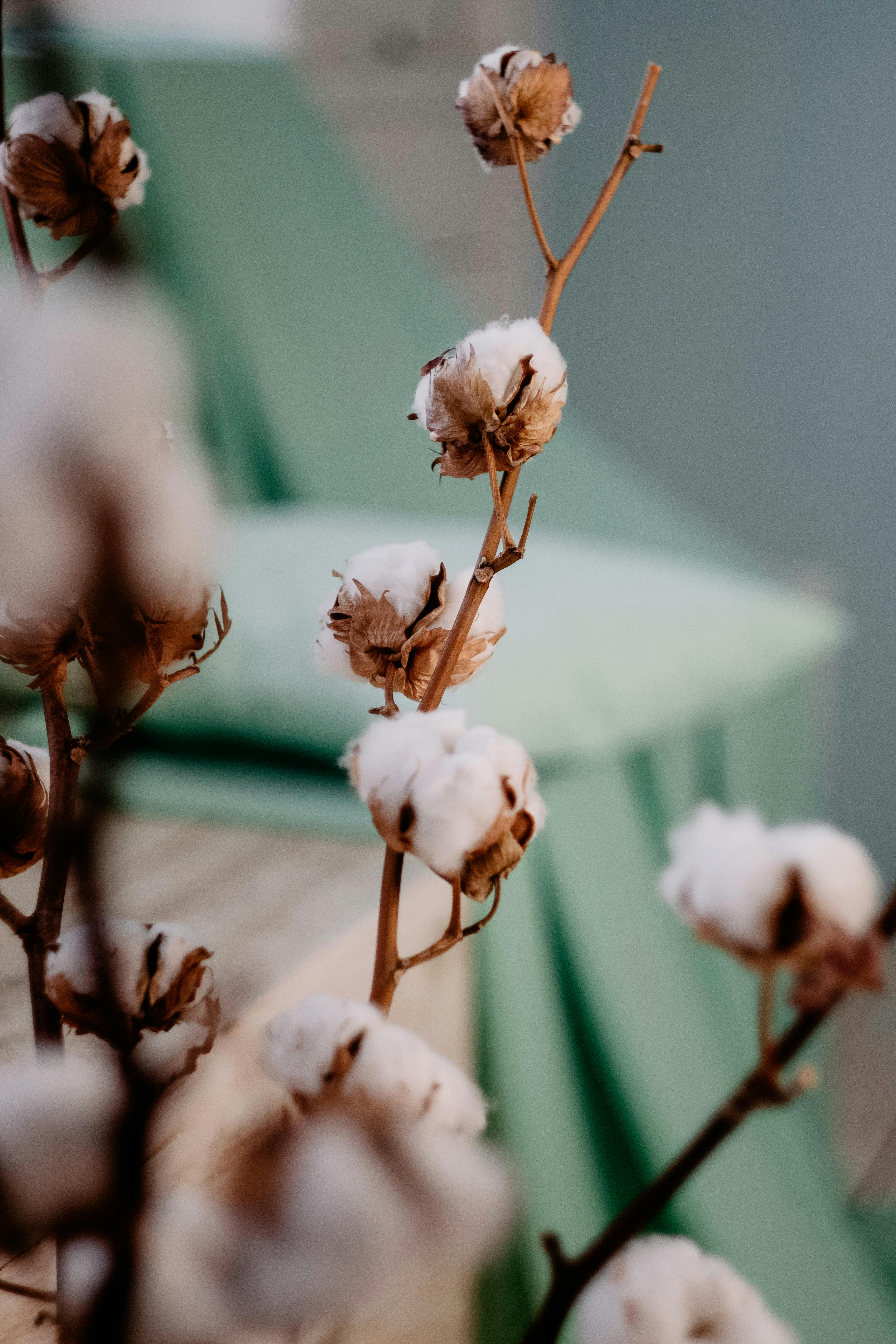 White Cotton Pictures | Download Free Images on Unsplash