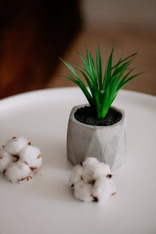 Cotton and Plant in Flowerpot