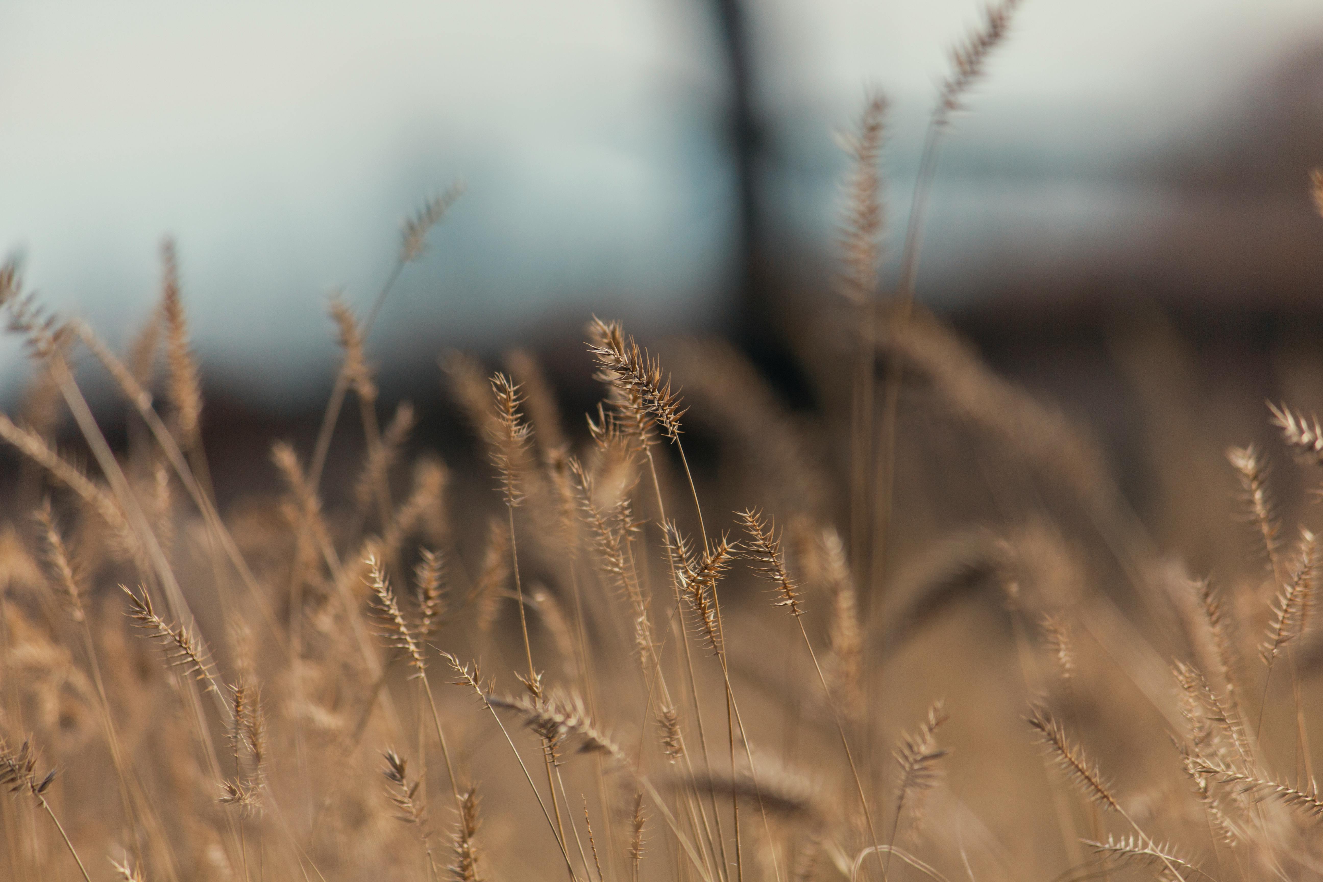 Free stock photo of dry, grass, nature