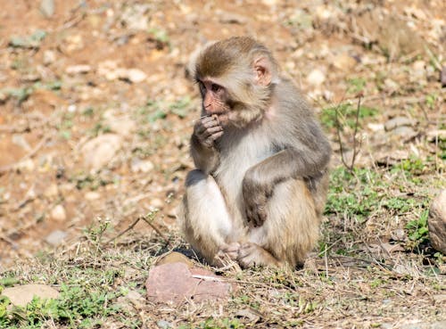 Baby Monkey Sitting on the Ground 