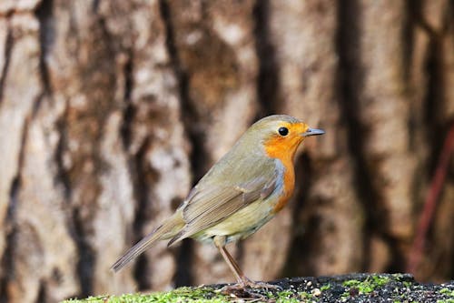 Close-up of Robin Sitting in Nature
