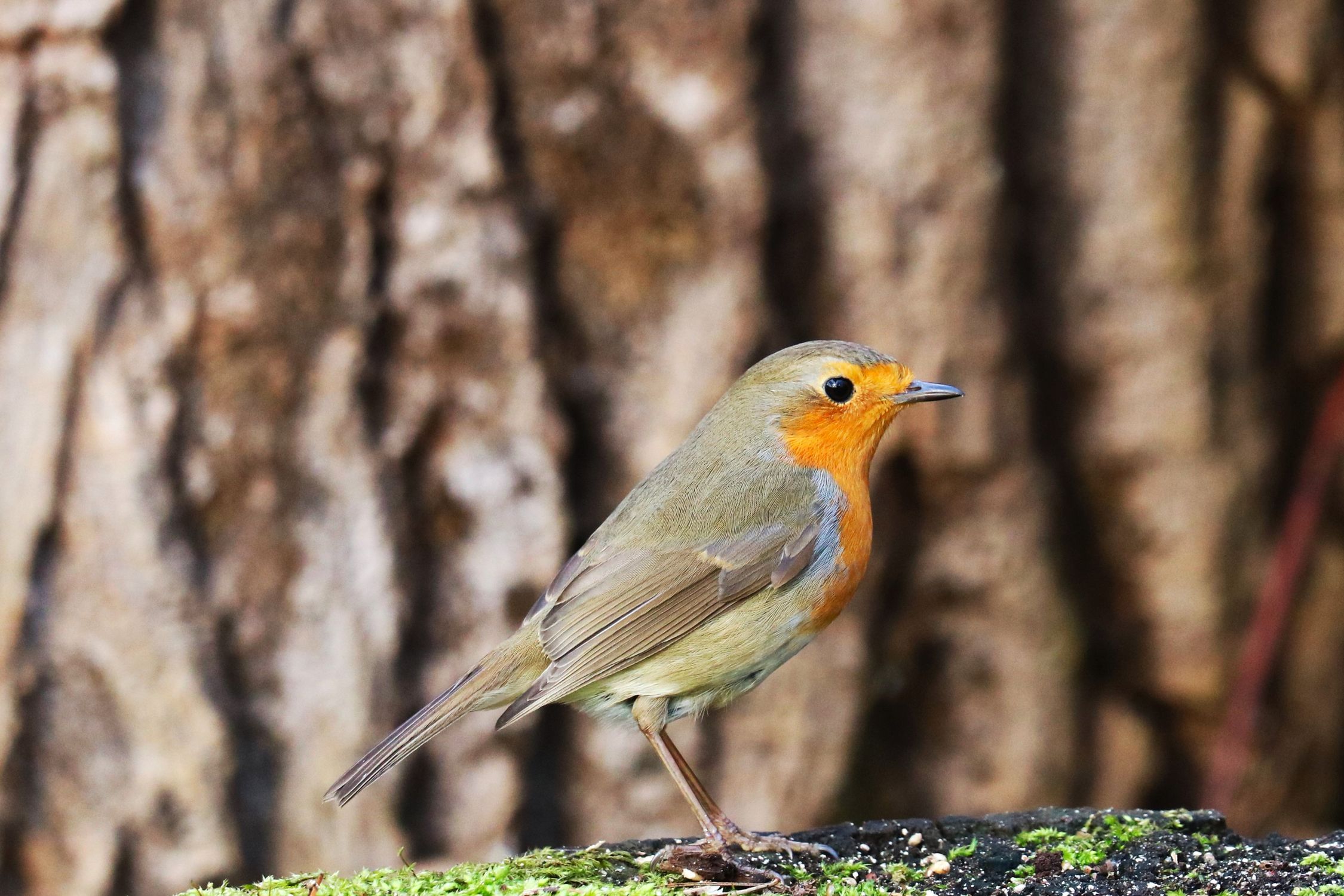 Robin In Nature Close-up of Robin Sitting in Nature · Free Stock Photo