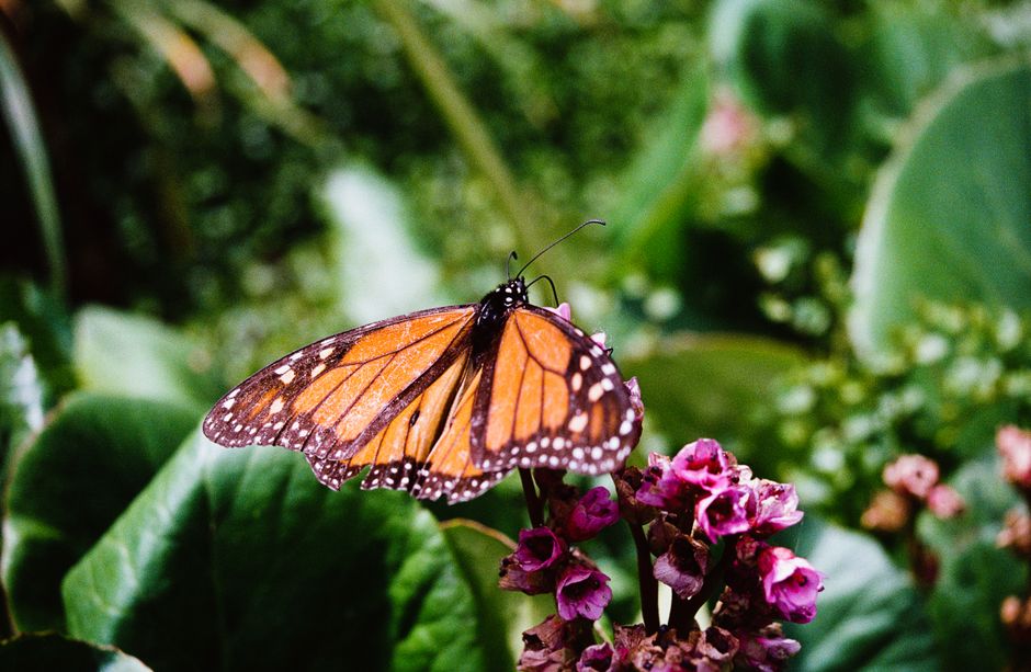 Close-up of a monarch butterfly (Danaus plexippus) on vibrant pink flowers surrounded by green foliage.