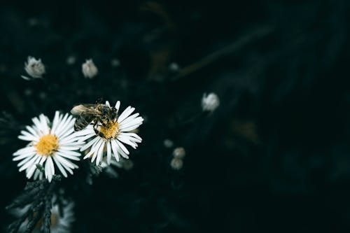 Close-up of a Bee Sitting on a Daisy 