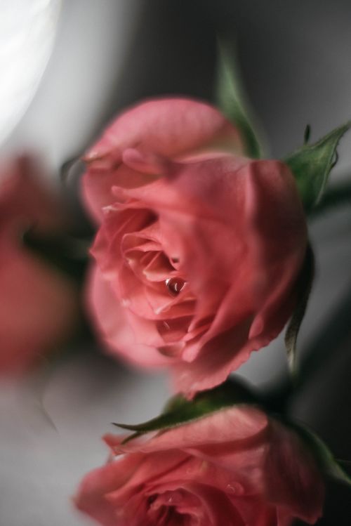 Free Delicate pink roses with dew drops captured in a close-up, showcasing natural beauty. Stock Photo